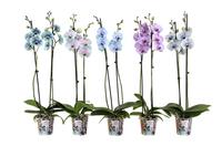 Phalaenopsis hybrid I Am Coloured varieties potcover