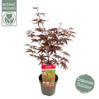 Acer pal. Bloodgood