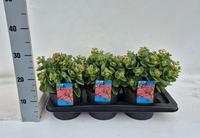 Sedum telephium Seduction Green Leaves Rose