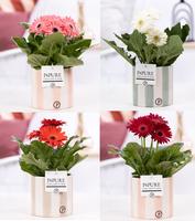 Gerbera illuminated 2+ flowers in Pure Eline ceramic