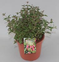 Fuchsia Riccartonii