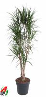 Dracaena marginata branched