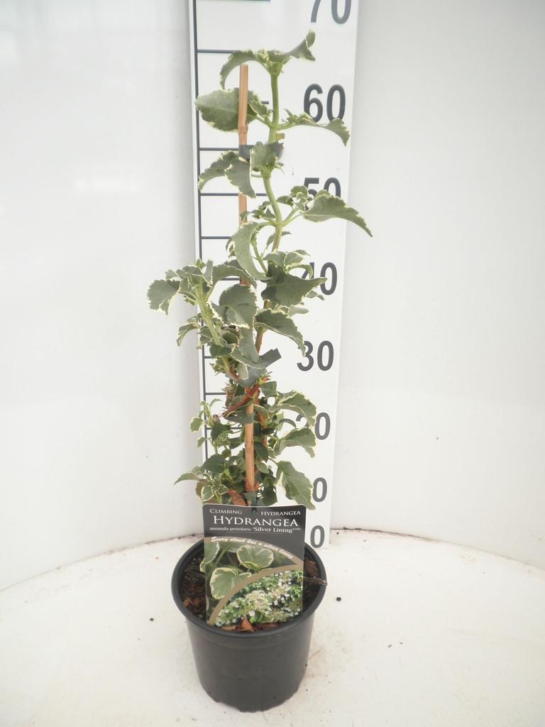 Picture of Hydrangea an.peteolaris Silver Lining P17 (2 Ltr)