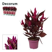 Celosia Mystic Shades with sleeve