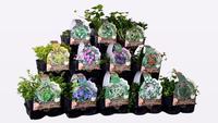 ground covers in varieties
