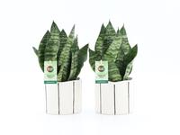 Sansevieria Black Coral in Banksy ceramic