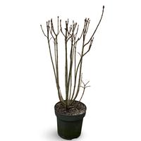 Syringa vulgaris Michel Buchner