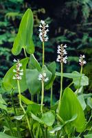Pontederia cordata Alba