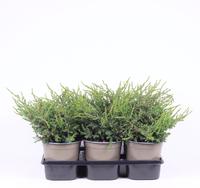 Juniperus com. Repanda