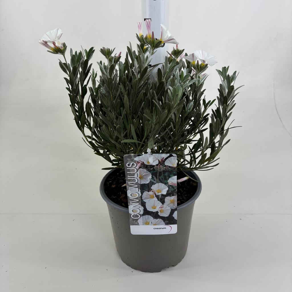 Picture of Convolvulus cneorum P19 (3 Ltr)