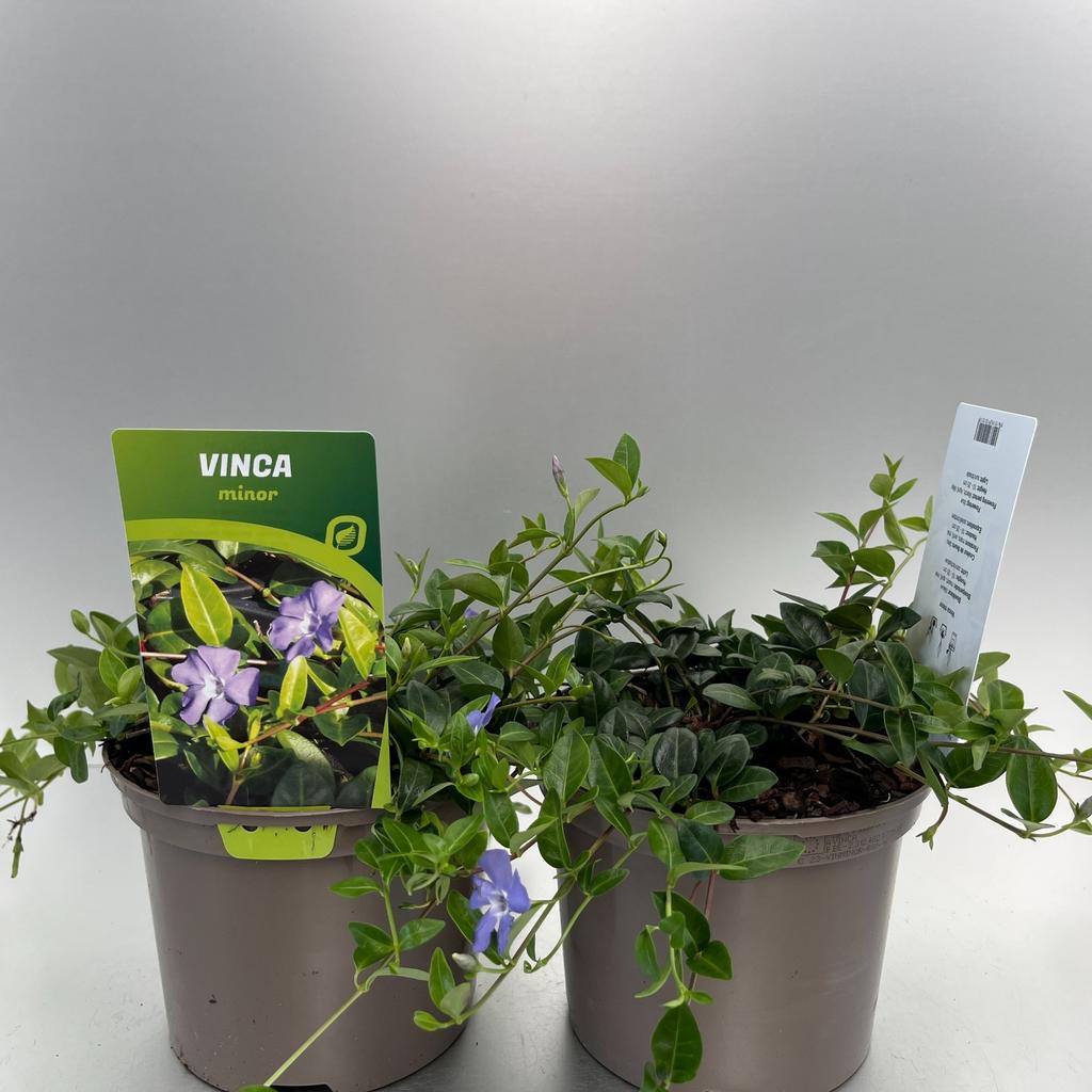 Picture of Vinca minor P17 (2 Ltr)