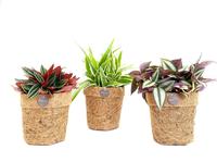 Kokopot Eden Collection