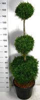 Thuja occ. Smaragd