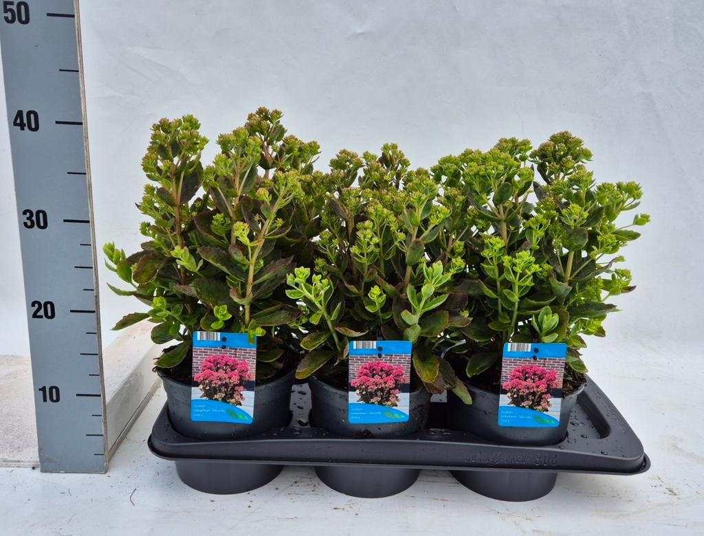 Picture of Sedum telephium Bloody Mary P17 (2 Ltr)