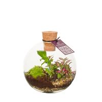 WARDIANS Terrarium Orcus