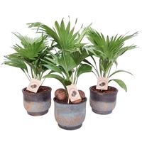 Livistona in Aico pot