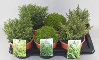 Hebe in 3 green varieties
