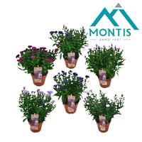 Aster Showmaker 3-5 varieties