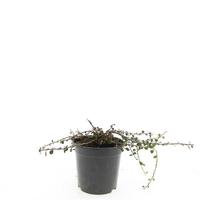 Cotoneaster proc. Streib's Findling