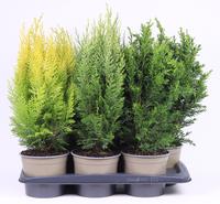 Chamaecyparis in varieties
