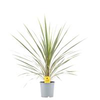 Cordyline aus. Variegata