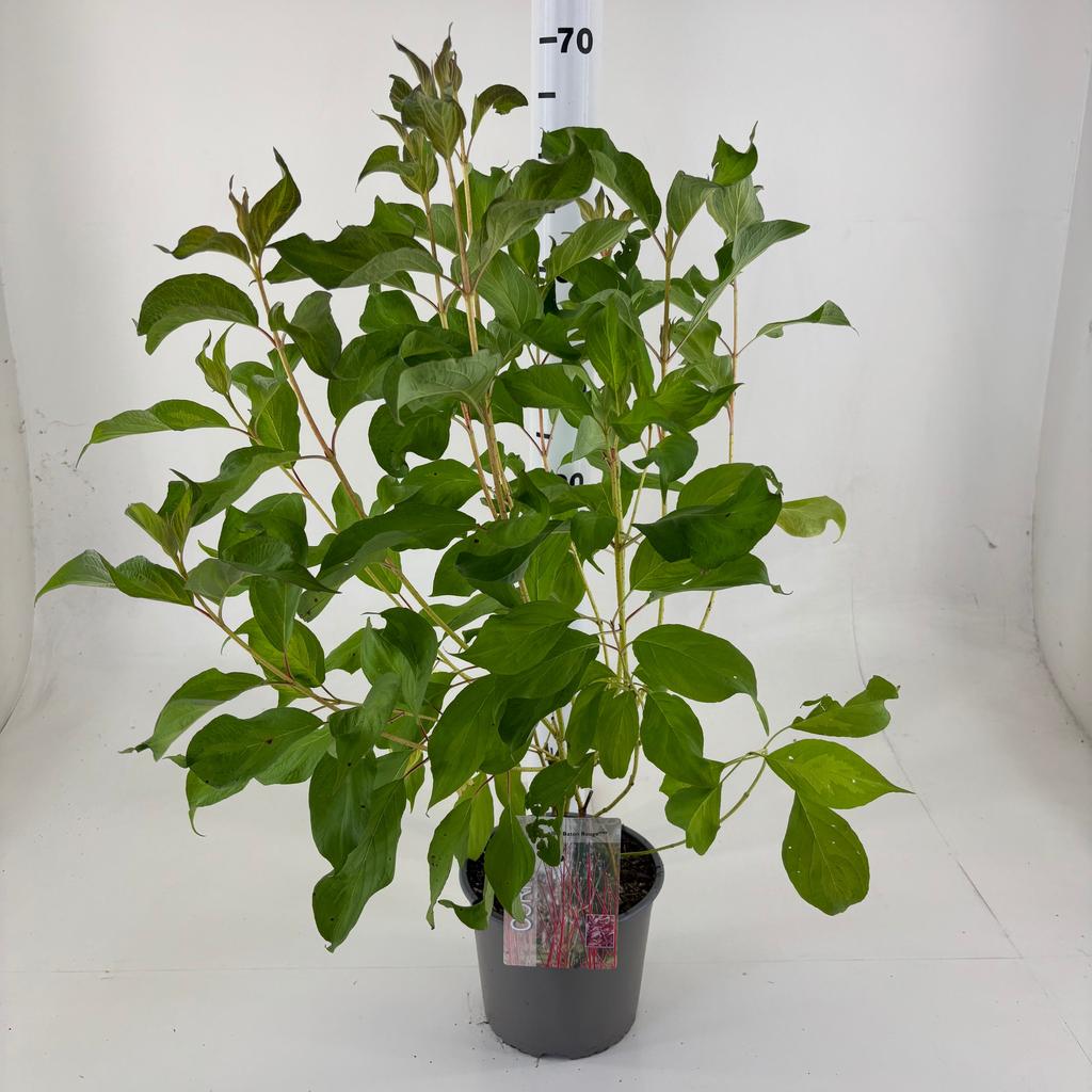 Bild von Cornus alba Baton Rouge ® P19 (3 Ltr)