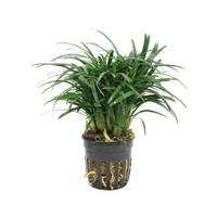 Ophiopogon japonica pussilus
