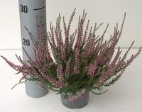 Calluna Garden Girls LIGHT PINK XL