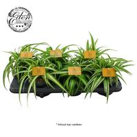 Chlorophytum in varieties