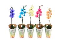 Phalaenopsis hybrid Enjoy I Am varieties painted potcover