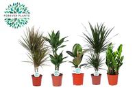 Houseplants Miquel in 4 varieties