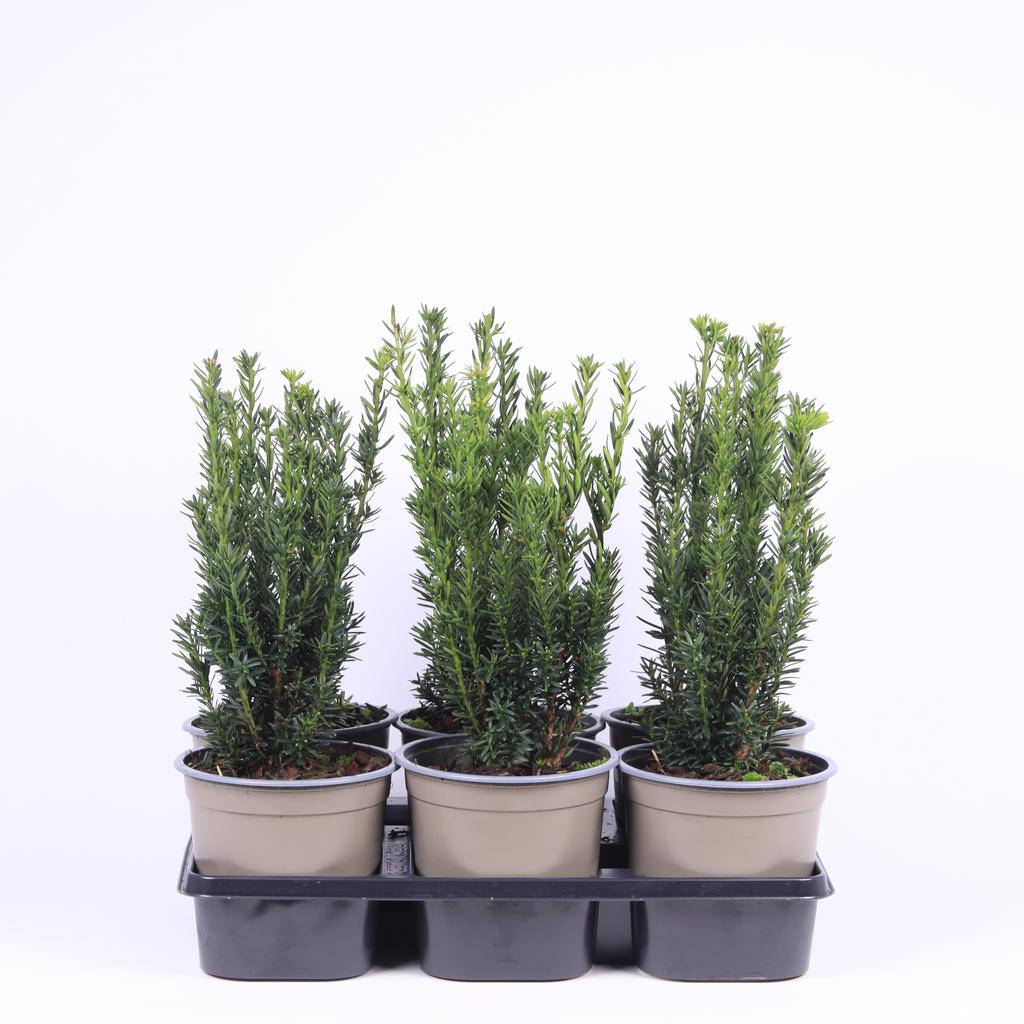 Picture of Taxus media Hillii P15