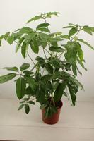 Schefflera amate