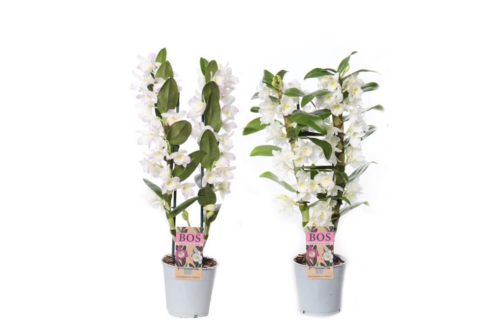 Billede af Dendrobium Nobilé, Apollon/Kumiko 2-tak P12 60CM