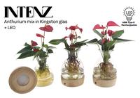 Anthurium mix in Kingston glass + LED