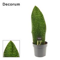 Sansevieria Masoniana Green