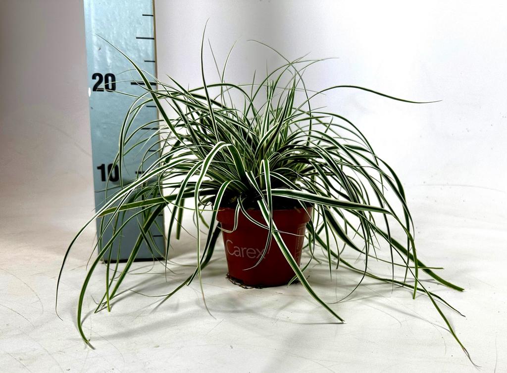 Picture of Carex Everest P10.5