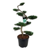 Juniperus virg. Grey Owl