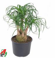 Nolina recurvata branched - 1ft