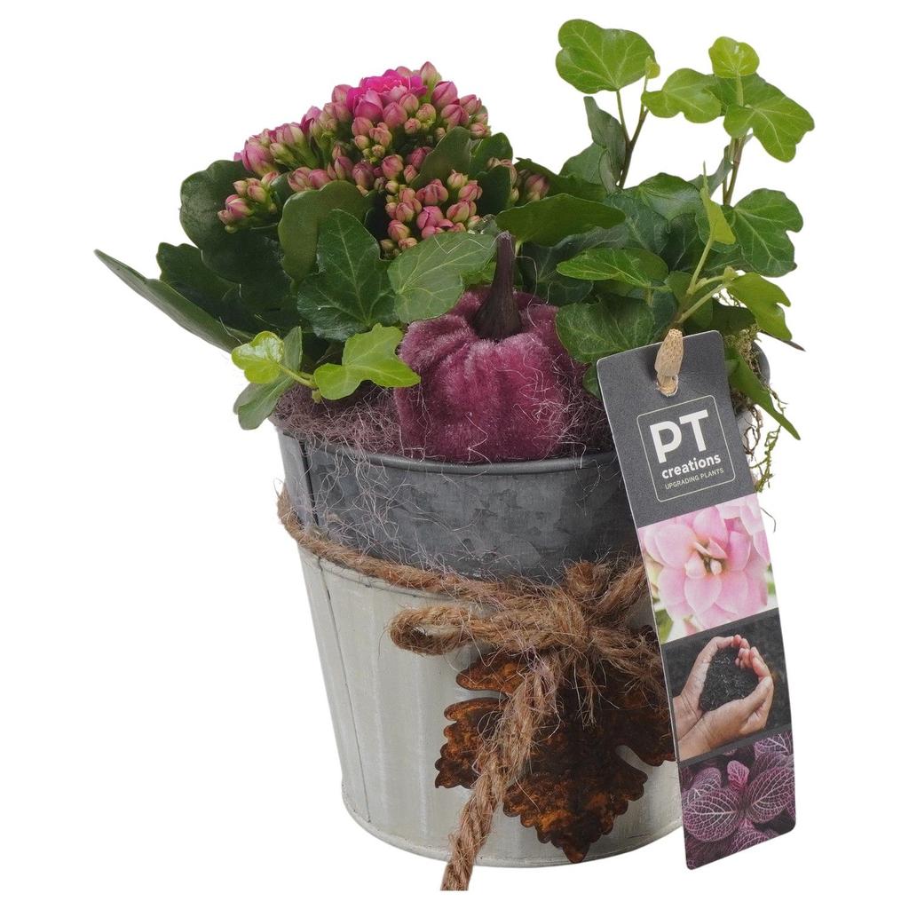 Picture of PTHI5304 Arrangement Autumn Indoor in metal pot P12 20CM