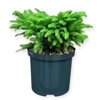 Picea a. Nidiformis