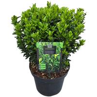 Euonymus jap. Green Spire