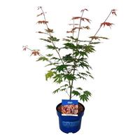 Acer pse. North Wind