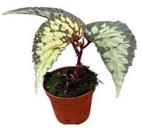 Begonia Lucifer