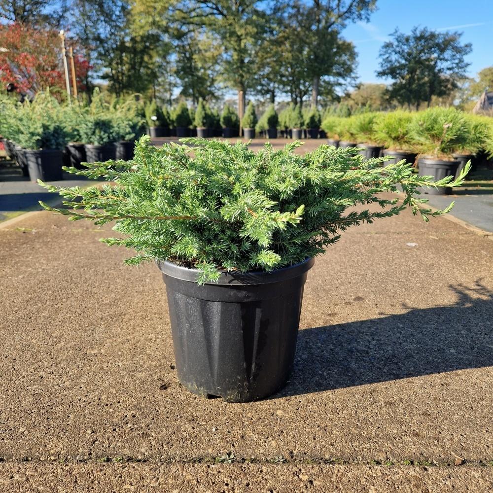 Picture of Juniperus con. Schlager C8 30/40