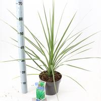 Cordyline aus. Atlantic Green