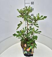 Ficus car. Little Miss Figgy