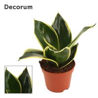 Sansevieria Hahnii Jade Pagoda