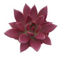 Echeveria Miranda Rainbow bordeaux red