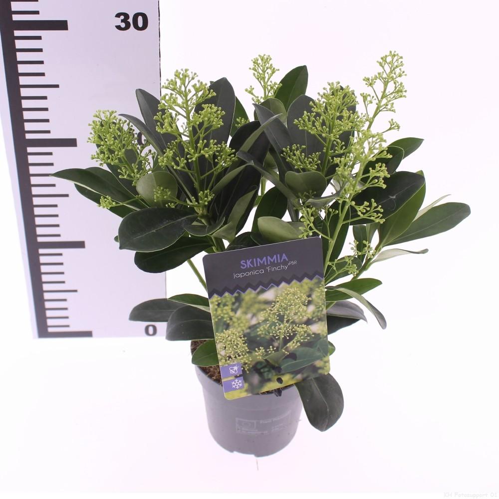 Picture of Skimmia jap. Finchy P10.5